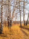 autumn birch forest strewn with yellow foliage Royalty Free Stock Photo