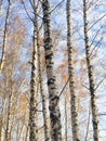 autumn birch forest strewn with yellow foliage Royalty Free Stock Photo