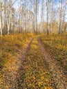 autumn birch forest strewn with yellow foliage Royalty Free Stock Photo