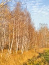 autumn birch forest strewn with yellow foliage Royalty Free Stock Photo