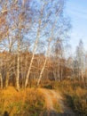autumn birch forest strewn with yellow foliage Royalty Free Stock Photo