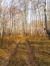 autumn birch forest strewn with yellow foliage Royalty Free Stock Photo