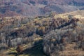 Autumn birch forest from trascau mountains,romania Royalty Free Stock Photo