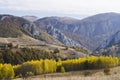 Autumn birch forest in trascau mountains,romania