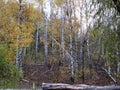 Autumn birch forest with yellow leaves and fallen trees Royalty Free Stock Photo