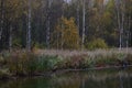 Autumn birch grove on the banks of the river. Multi-colored deciduous forest. The reservoir is covered with fallen Royalty Free Stock Photo