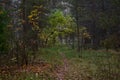 Autumn in the birch grove of the Park. The path through the deciduous forest is covered with yellow leaves and grass. Royalty Free Stock Photo