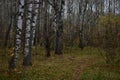 Autumn in a birch grove. The path through the deciduous forest is covered with yellow leaves and grass. Royalty Free Stock Photo