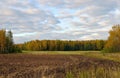 Autumn birch grove and plowed field, Kostroma region, Russia