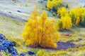 autumn birch growing on the Nurali ridge in the Ural Mountains in the rays