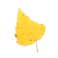 Autumn birch leaf