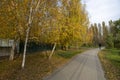 Autumn Birch Park with Path Through Golden Trees in Fall Season Royalty Free Stock Photo