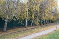 Autumn Birch Park with Path Through Golden Trees in Fall Season Royalty Free Stock Photo