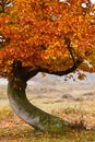 Autumn birch tree