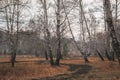 Autumn birch tree forest road landscape. Birch tree forest road in autumn season Royalty Free Stock Photo