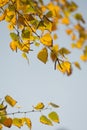 Autumn birch tree leaves background closeup. Creative photo