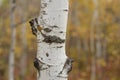 Autumn Birch tree trunk close up Royalty Free Stock Photo