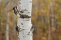 Autumn Birch tree trunk close up Royalty Free Stock Photo