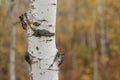 Autumn Birch tree trunk close up Royalty Free Stock Photo