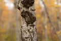 Autumn Birch tree trunk close up Royalty Free Stock Photo