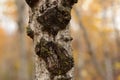 Autumn Birch tree trunk close up Royalty Free Stock Photo