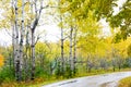 Autumn birch trees along the roadway.