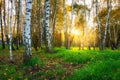 Autumn birch trees in bright sunlight. Forest nature landscape at sunset Royalty Free Stock Photo