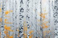 During autumn, birch trees coppice, white birch trees blossom Royalty Free Stock Photo