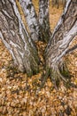 The autumn birch trees