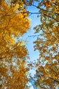 Autumn birch trees with yellow leaves against blue sky Royalty Free Stock Photo