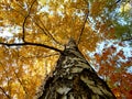 Autumn birche - a view from below Royalty Free Stock Photo