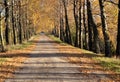 Autumn birches alley Royalty Free Stock Photo