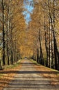 Autumn birches alley Royalty Free Stock Photo