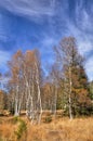 Autumn birches Royalty Free Stock Photo