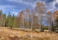 Autumn birches Royalty Free Stock Photo