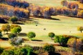 The autumn birches on the golden grassland Royalty Free Stock Photo