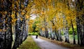 Autumn Birches Line the Central Path on Tolstoy Estate, Rusia