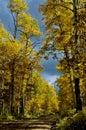 Autumn Birches on the road to DibÃÂ© Nitsaa, Mount Hesperus, San Juans, Colorado Royalty Free Stock Photo