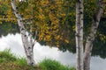 Autumn birches on the shore of the lake, Monroe County, Wisconsin