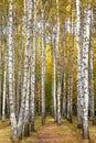 Autumn birches with yellow leaves in the rays of sunlight Royalty Free Stock Photo