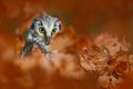 Autumn bird. Boreal owl in the orange leave autumn forest in central Europe. Detail portrait of bird in the nature habitat, Czech Royalty Free Stock Photo