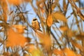 Autumn bird of golden leaves Royalty Free Stock Photo