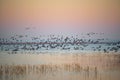 Autumn bird migration at sunrise. Geese Anser albifrons flying over Zuvintas lake Lithuania, nature landscape Royalty Free Stock Photo