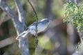 Autumn birds in Southern California coast Royalty Free Stock Photo