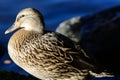 Autumn birds at water Royalty Free Stock Photo