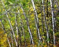 Autumn, Bitterroot National Forrest, Montana. Royalty Free Stock Photo