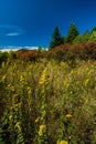 Autumn at Black Balsam, Pisgah National Forest