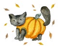 Autumn black cat in the orange pumpkin. Cat in costume for Halloween. Fall leaves around. Watercolor
