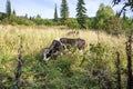 Cow eats dry grass on a meadow, against a background of coniferous forest. Royalty Free Stock Photo