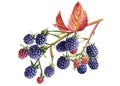 Autumn blackberries on a branch, berries and leaves isolated white background. Watercolor botanical illustration Royalty Free Stock Photo